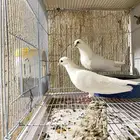 للبيع جوز صنعاني