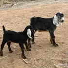 دواغير تيوس عوارض يرضعن من اي شاه