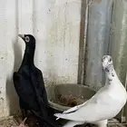 ازواج حمام بانتاجهم للبيع