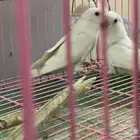 طيور زينة البينو ابيض صافي عيون حمر