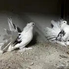 رقاص امريكي