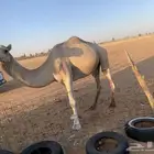 فحل
