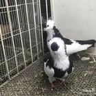 عبسي بلغاري. طيور حمام