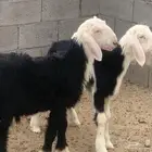 للبيع طليان نجد سمان ونظيفه شرط