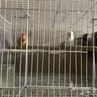 روز البينو العيون حمره