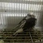 سلام عليكم فرخه هولندي