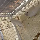 جوز روز البينو