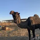 بعير فحل على جميع الشروط