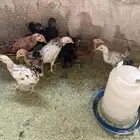 صوص بلدي ولمبرقيني اندنوسي