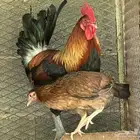 ديك ود اجه بلدي اصيل