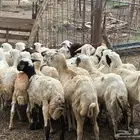 رخال رفيديات بلدي من 550