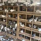 للبيع حمام هندي