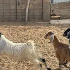 للبيع تيوس وجفار