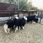متابيع نجد أعمار الصخال شهر وفوق و الصحة شرط