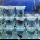 سمك فيتر fighter fish