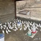 حمام فرنسي