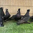 حمام زينة - 10 حبات أوزبك أسود