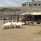 10 من الضان حرش كفو تم البيع