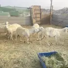 ضان حريات