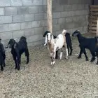 ثلاثه تيوس عناقين