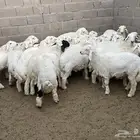 طليان حريات