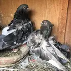 3 ازواج لونق و3 أزواج كشكش