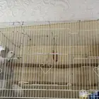 روز منتج