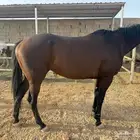 فرس انقليزي بدون اوراق هاديه تصلح للمبتدئين ولل اطفال