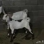 عنز صنف الصنف للبيع