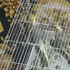 سلام عليكم ذكرين كروان