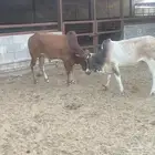 حسيل بلدي