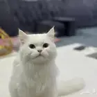 قطة   بس شيرازي ذكر عمره سنه
