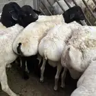 تيوس وبرابر مرابي