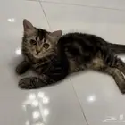 قطه لتبني