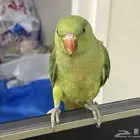 للبيع ببغاء الدره هندي