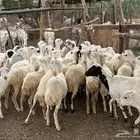 رخال رفيديات