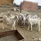 بهم ماعز للبيع جفار وجفرات