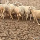 بهم حري تربيه عدد 10