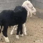 للبيع طليين نجد نظيفه شرط