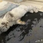 قط للبيع