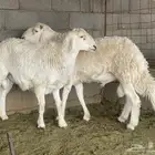 طليان جبره