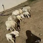 ضان ولد