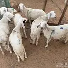 سواكن