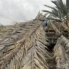 جريد سعف عسيب النخل