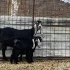 عنز عارضيه صنف والد تحتها ثنين جفار