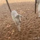حري