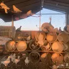 حمام البيع منتج شرط