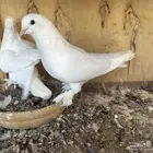 ثلاث اجواز حمام تركي للبيع
