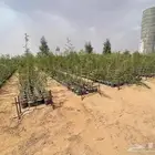 شتلات وأشجار سدر بلدي ومطعم تفاحي