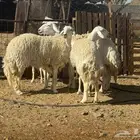حرش صنف الصنف تم البيع